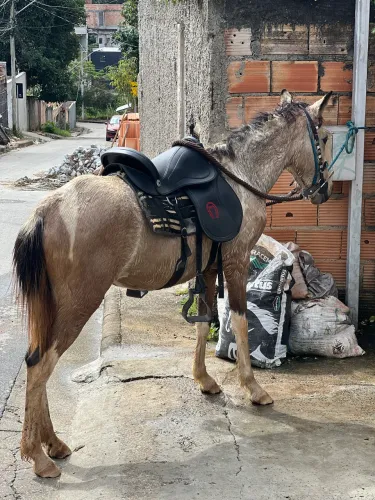Égua