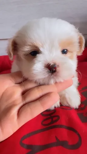 Filhote de shih tzu