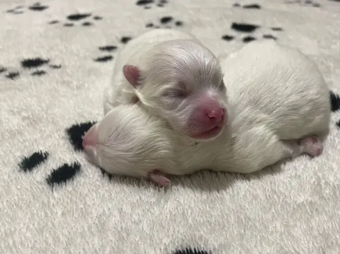 Lulu Spitz Procedência Você encontra aqui!