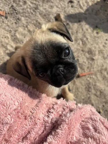 Pug mini troco por Pinscher