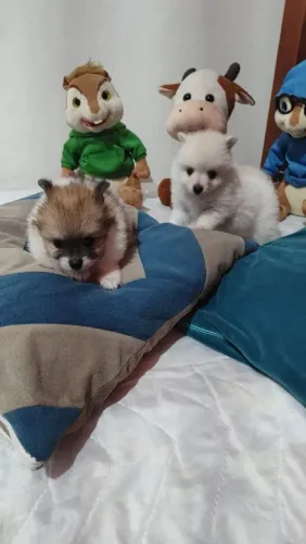 Lulu da Pomerânia