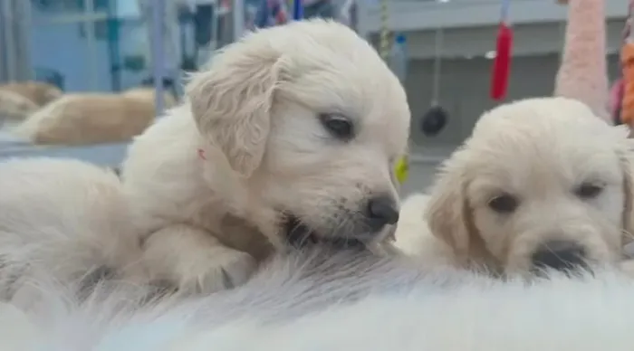 Filhotes de Golden Retriever | Um companheiro cheio de afeto.