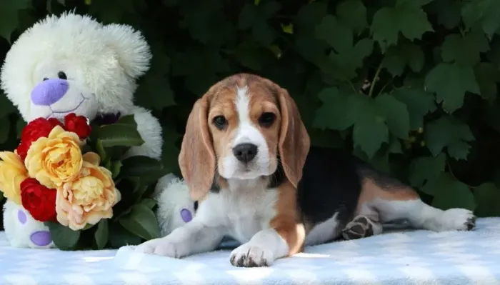 Beagle cheio de energia 
