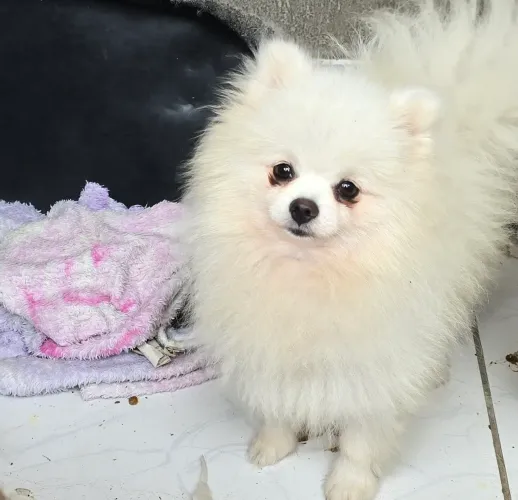 Spitz alemão Lulu da pomerania 10 meses macho