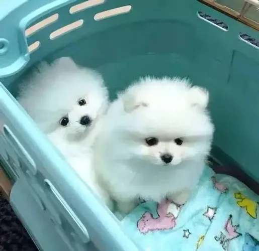 Lindos filhotes de Spitz alemão anão 