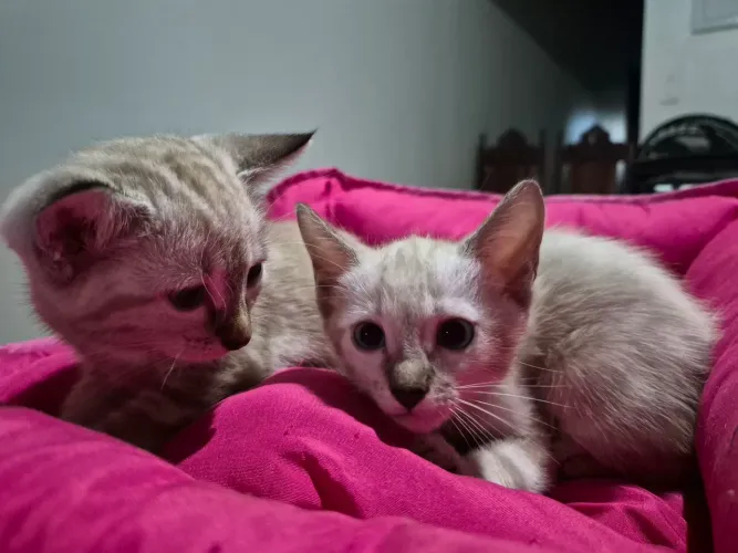 Doação de gatinhas