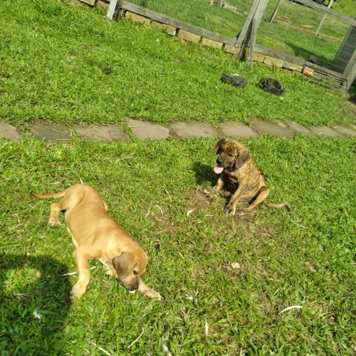 Filhotes de fila brasileiro