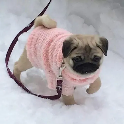 Filhotes De Pug - Filhotes Cheio De Vida E Carinho