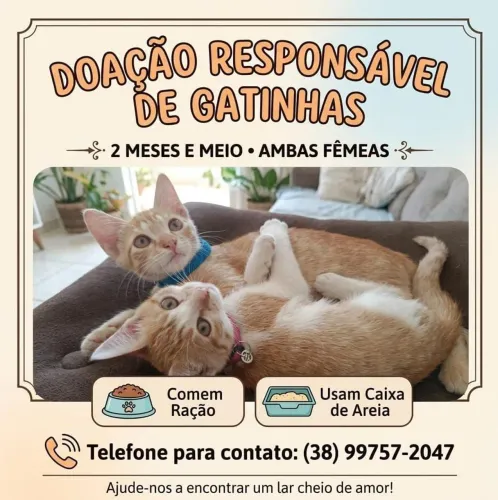 Gato para doação 
