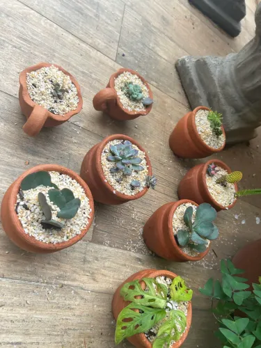 Suculentas