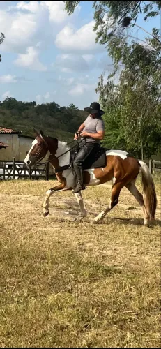 Cavalo Campolina PO Pampa de Castanho