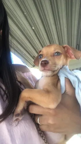 Cachorrinha pra doação