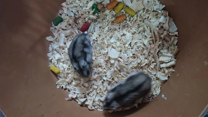 Hamster chinês