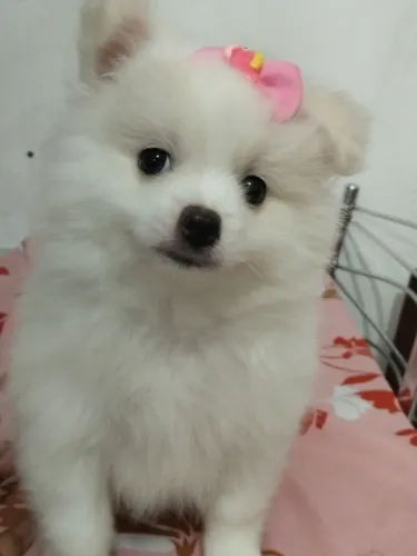 Lulu da Pomerânia