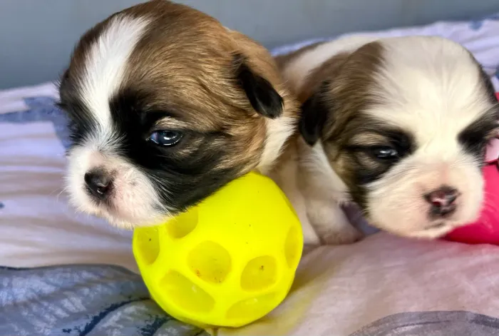 Shih Tzu