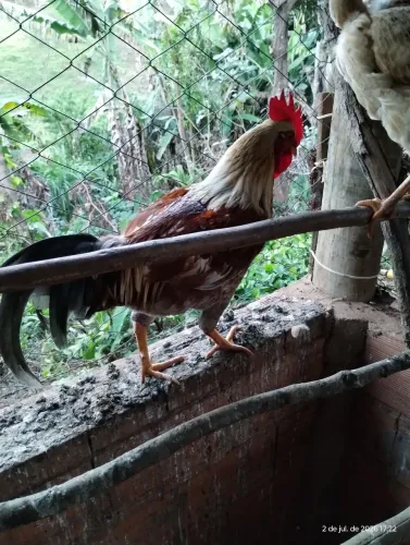 vendo frango Brama um frango caipira e 3 galinhas