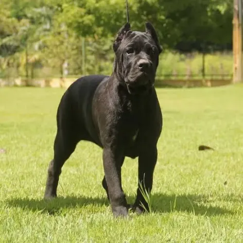 Cane corso