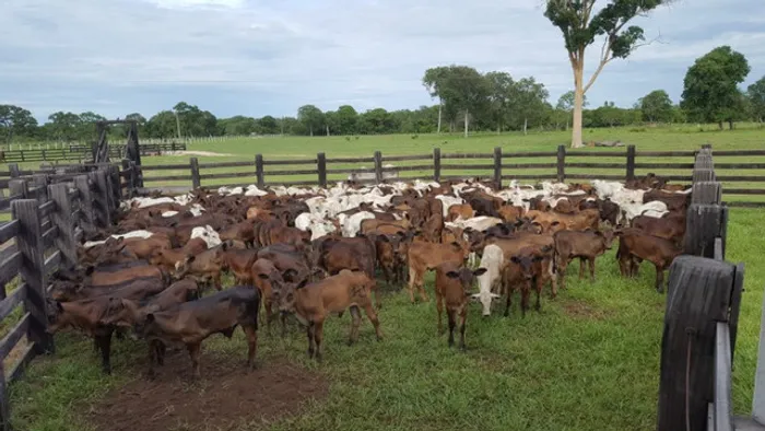500 alqueres com 270 alqueires abertos dupla aptidão no Pará