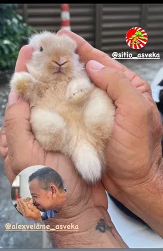 Coelhos mini ou Anão