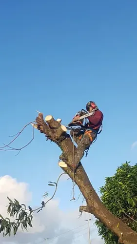 Poda de árvore ? limpeza de terrenos 