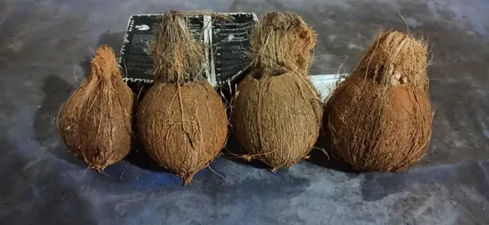 Coco seco e ou sem casca Congelado