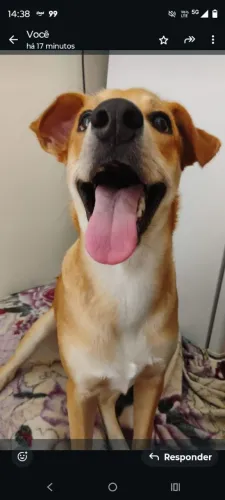 Adoção responsável 