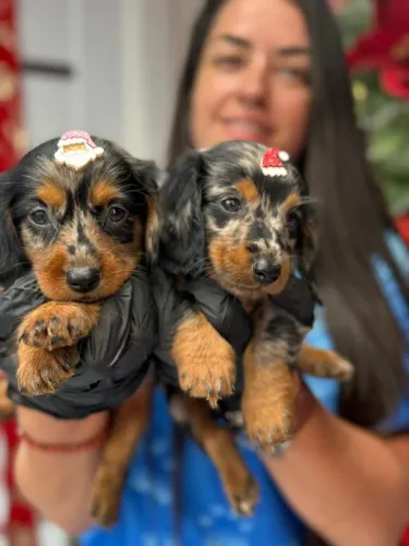 dachshund  arlequim 