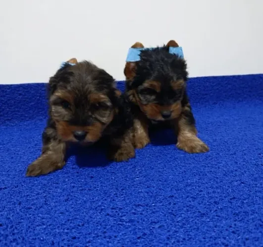 Yorkshire Macho Disponível - Único e Adorável!