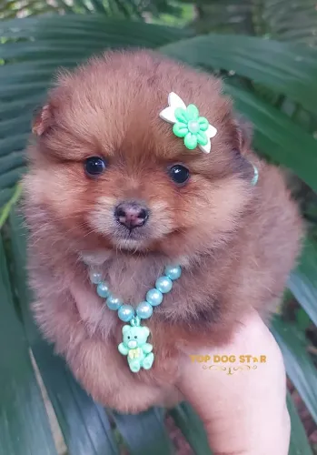 Lulu da Pomerânia anão 