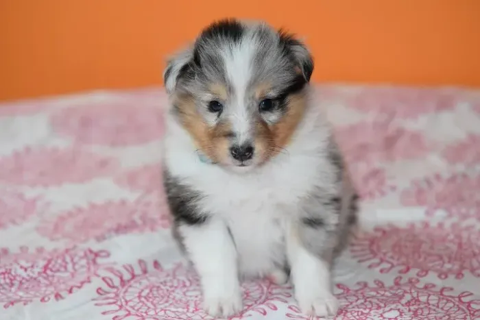 Pastor de Shetland com entrega em 6 dias 