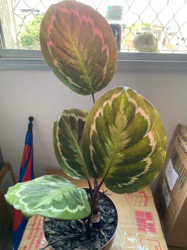 Planta ornamental calathea medalion