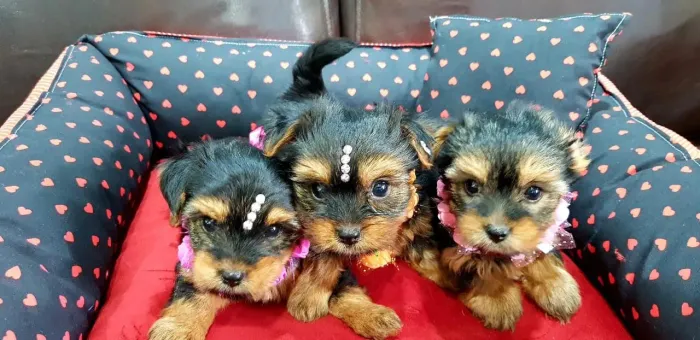 Yorkshire micro e padrão disponivel