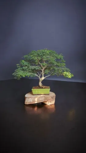 Bonsai e Vasos