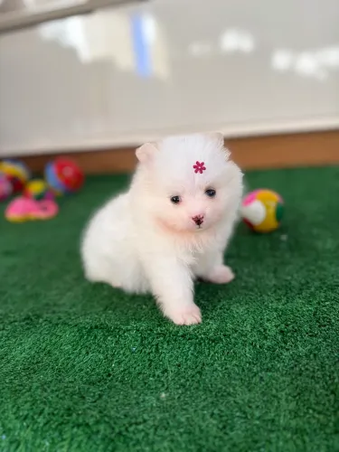 Lulu da pomerania anão -linhagem ursinho 