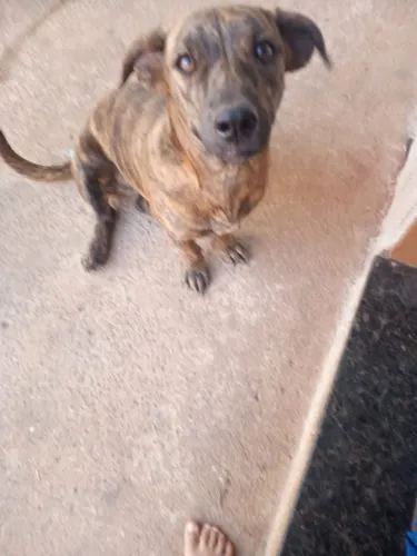 Estou doando uma cachora
