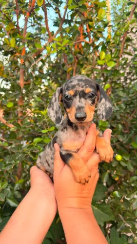 Basset Dachshund arlequim prata macho