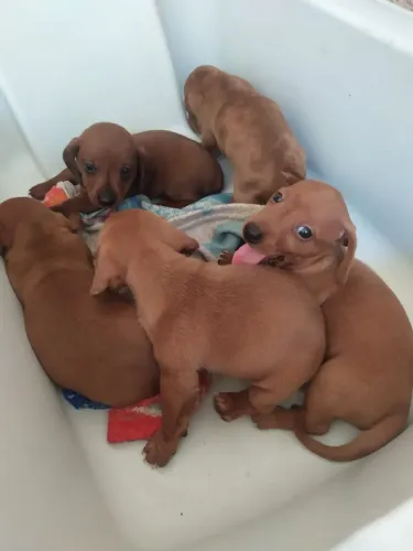 FILHOTES DE DACHSHUND (SALSICHA) DISPONÍVEIS!