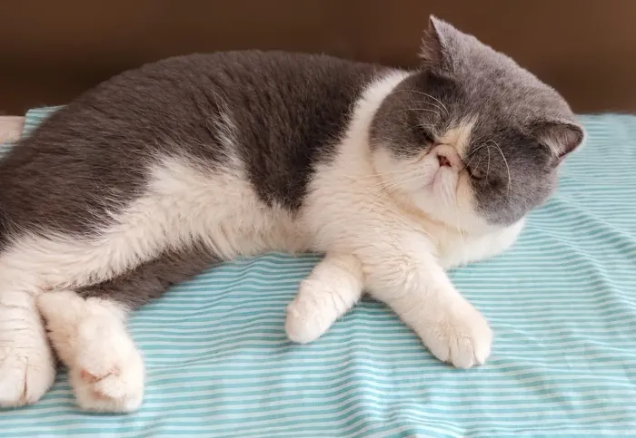 gato macho Exótico de pelo curto
