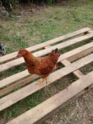 Galinha Ponhadeira 1 unidade