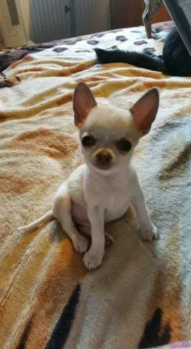 Chihuahua Um laço que nasce da convivência