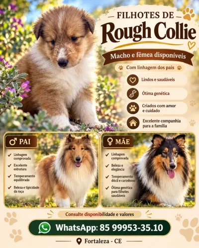FILHOTES DE COLLIE ROUGH - O FAMOSO LASSIE! ?