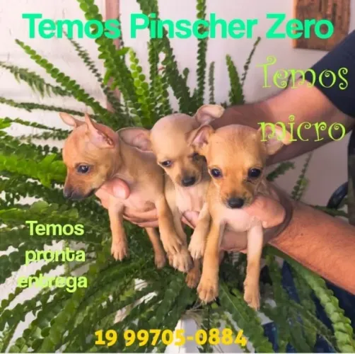 Filhote de Pinscher mini criado em ambiente familiar amorzinho