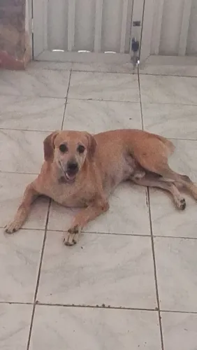 Adote(adoção responsável)