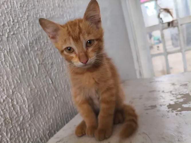 Gatos pra adoção ( fêmea e macho)