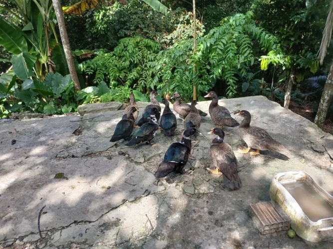 Vendo patos