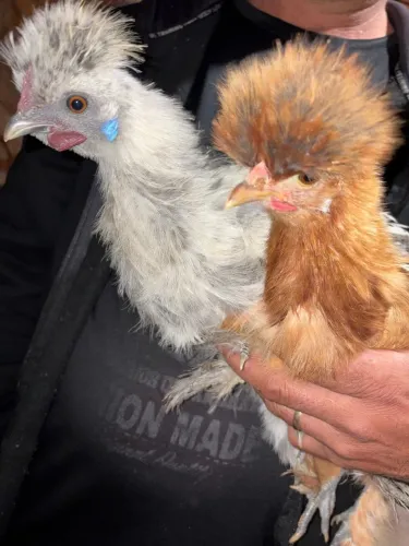 Garnizé Polonesa - Casal