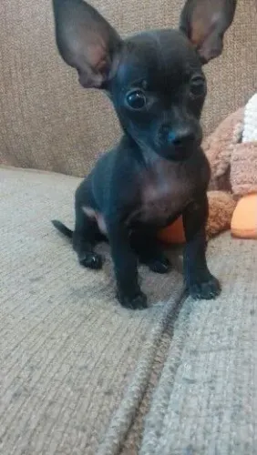 Pequenos Amigos Procurando Seu Humano pinscher fêmea Black número 1