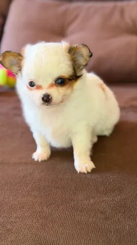Chihuahua- Pelo longo - último disponível