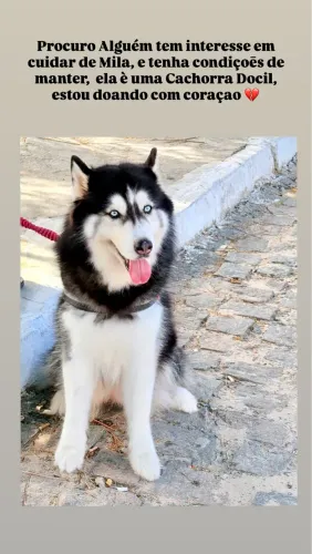 Husky