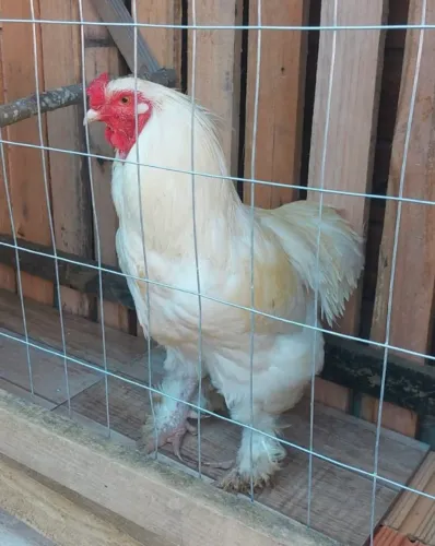 Galo Brahma